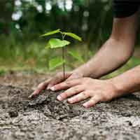 Tree Planting & Services