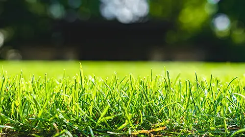 We Carry Over 18 Years Of Experience In Lawn Services