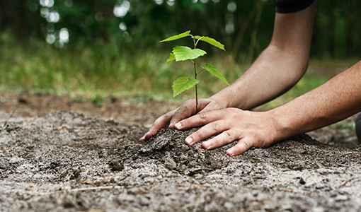 img-Tree Planting & Services
